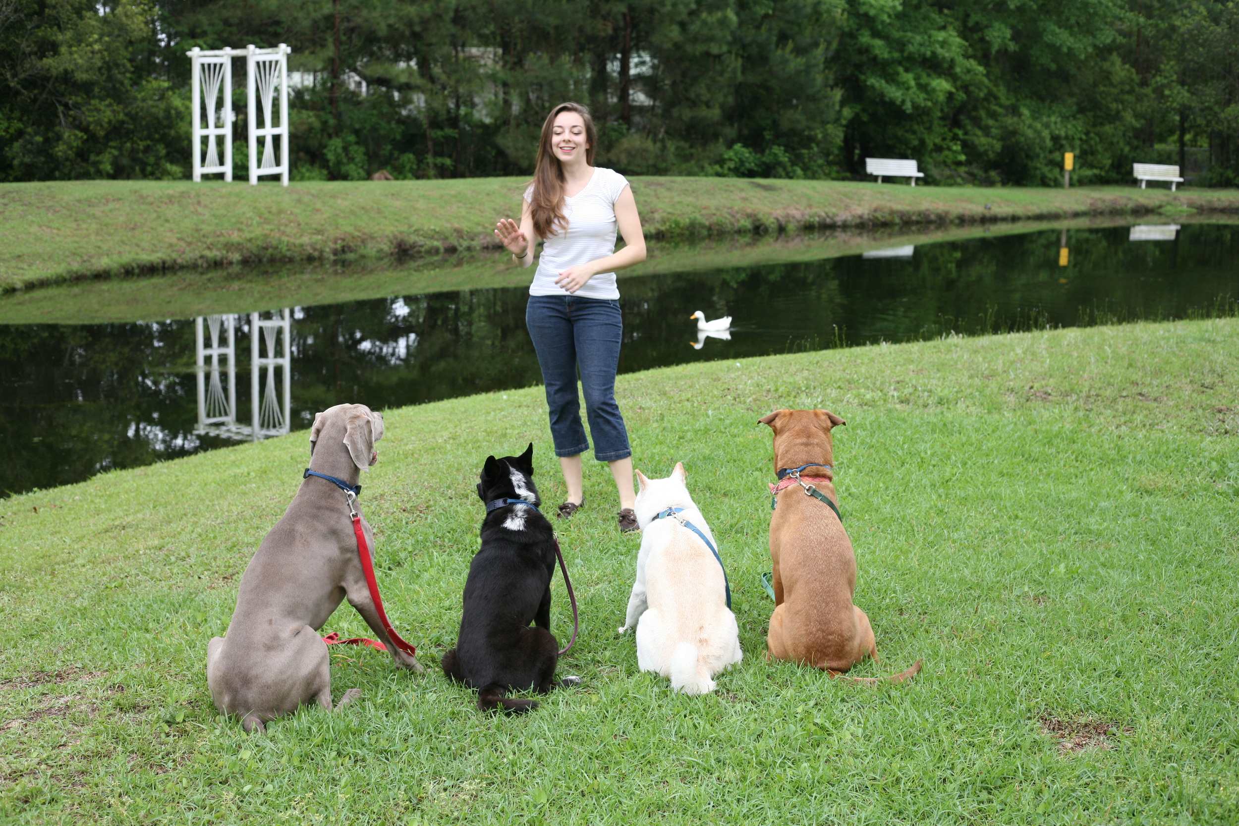 This feature allows you to watch your dog being taken for … Fetching Manners Llc