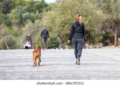 Exploring Dog Walking&nbsp;Athens